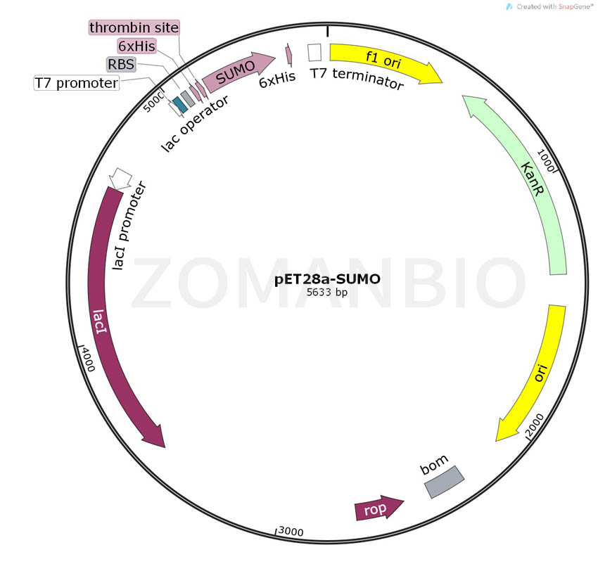 ZK162pET28a-SUMO.jpg
