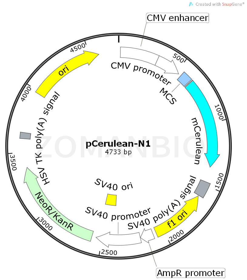 ZK461pCerulean-N1.png
